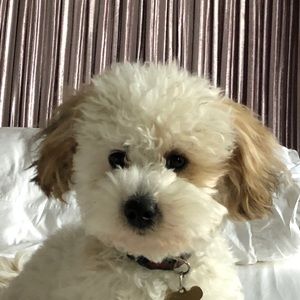 Meet your Posher, Peggy